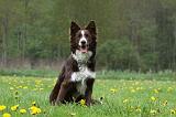 BORDER COLLIE 984